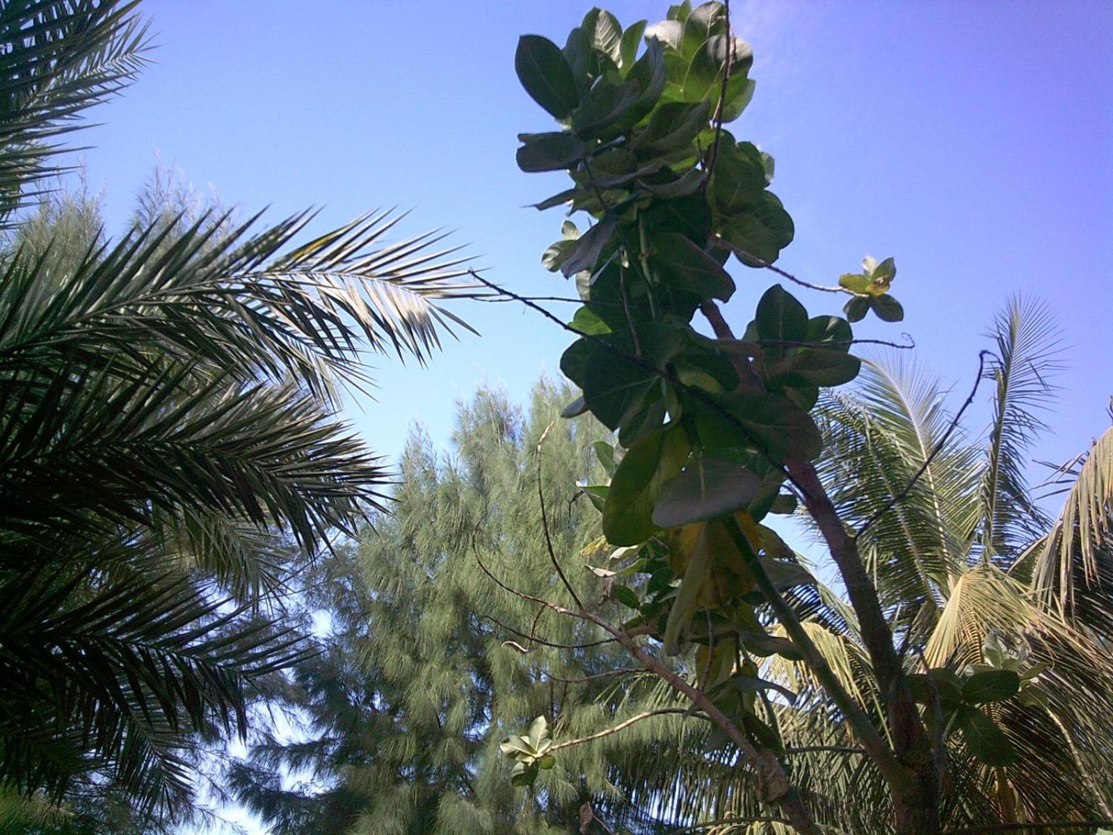 Mangrove Beach Sanyang Exterior photo